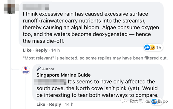 圣淘沙豪宅区水道转粉色，数千死鱼漂浮着！好浪漫又好诡异……