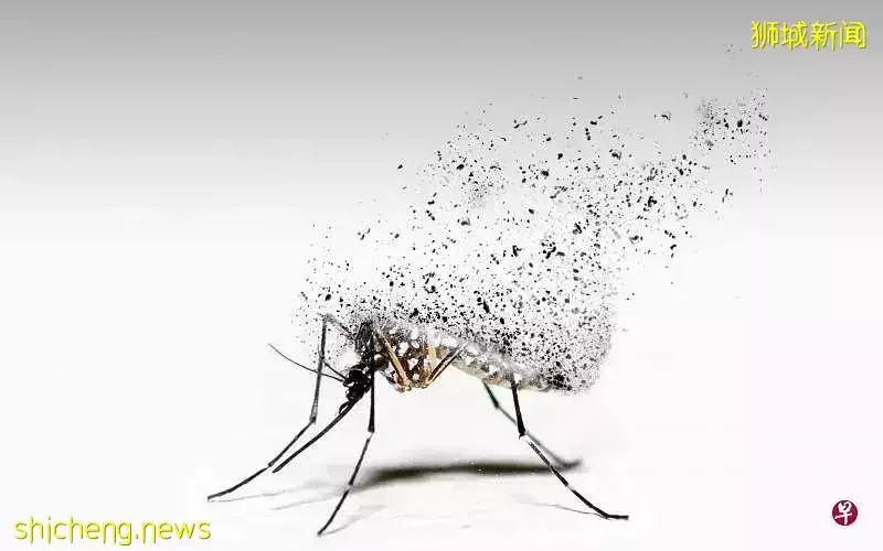 新加坡要靠這批雄性蚊子施展“美男計”！跟伊蚊說拜拜
