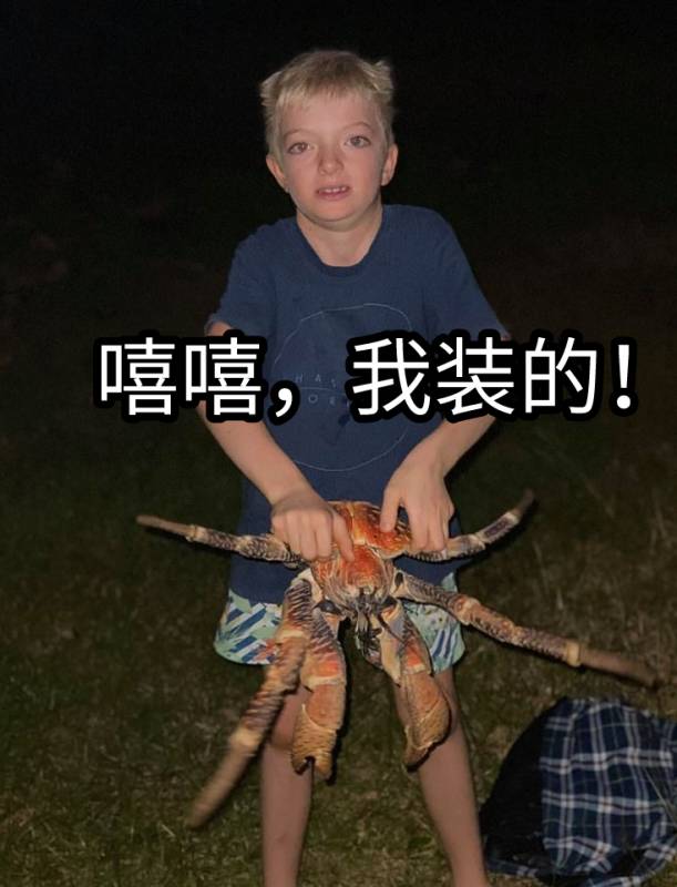 突发！这个海滩惊现一群巨型椰子蟹，还抢烧烤吃！新加坡也被鳄鱼、蜥蜴、蟒蛇、水獭、猴子、野猪、野鸡吓到过