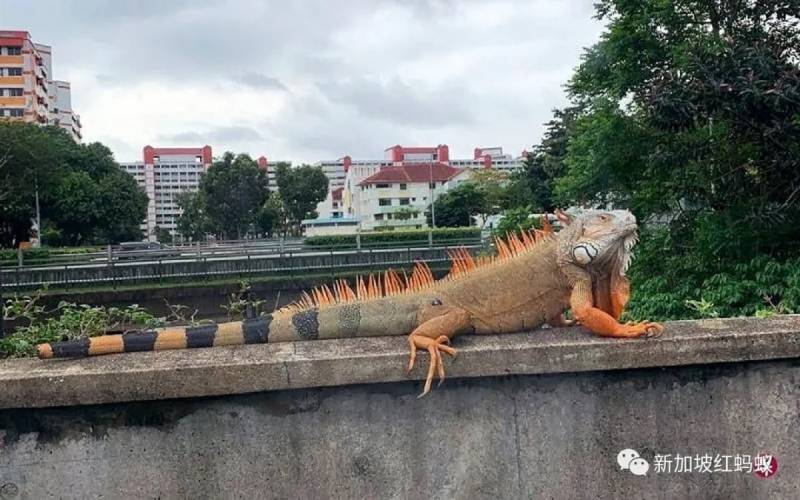 在台湾繁殖成灾的绿鬣蜥现身新加坡　需慎防外来物种入侵