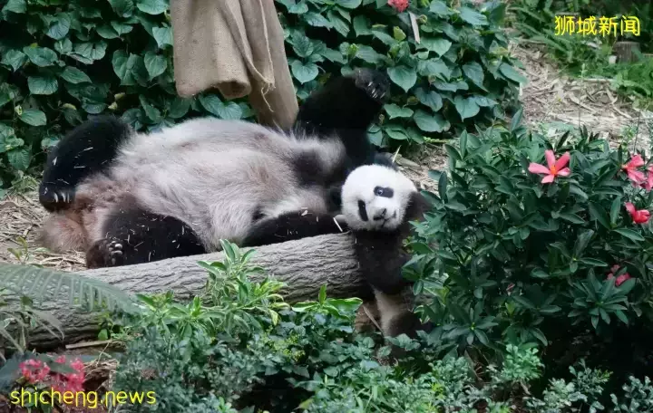 新加坡叻叻熊猫宝宝又来卖萌！看它简直不要太减压