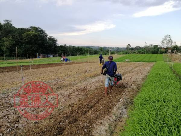 工程師棄獅城高薪 返馬幹農活 連虧5年後嘗碩果