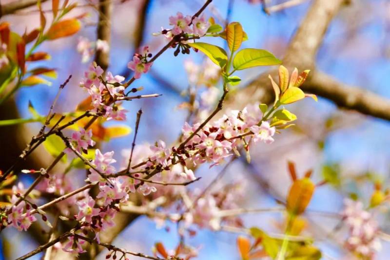 新加坡化身“樱花”仙境