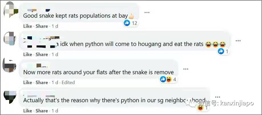 大蟒蛇吃太饱？在新加坡组屋区吐出一只完整死老鼠