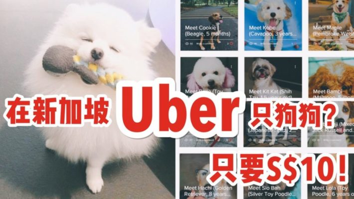 狗届Uber在新加坡正式上线！超多萌狗任你挑！10块钱租个狗？这个可以有！