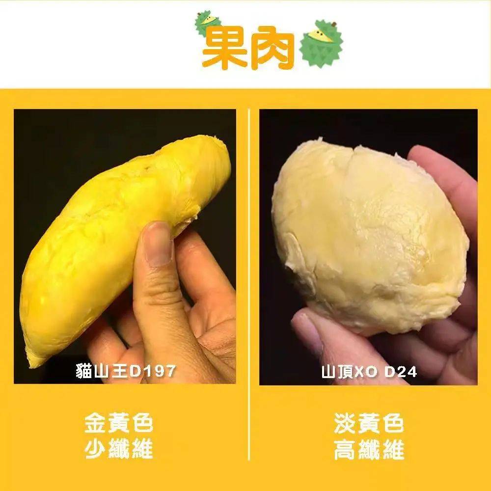 新加坡首家榴梿下午茶@榴梿宝宝！苏丹王PK猫山王想夺回王位可能吗