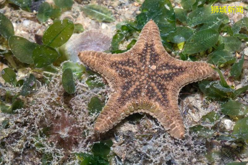 收藏好退潮时间，去樟宜海滩寻找多彩的海星和海参