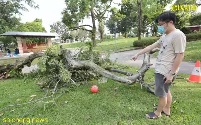 两秒断裂 大树倒险砸女童