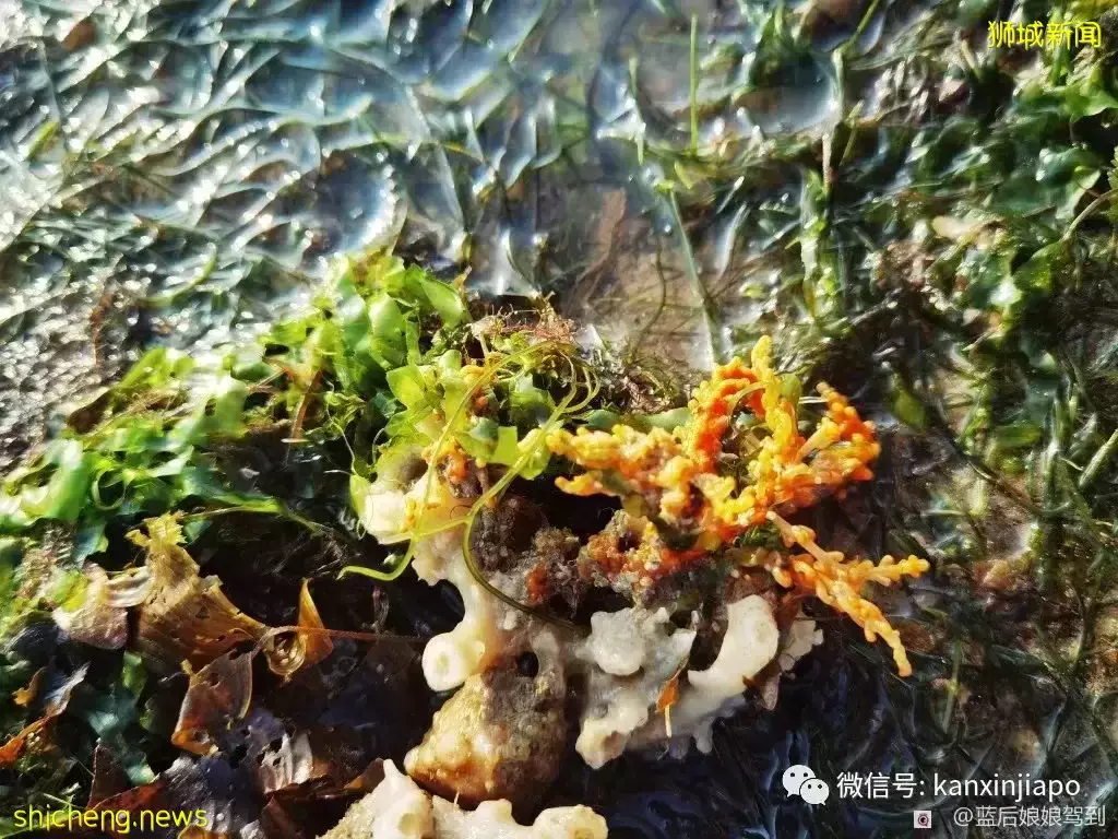 去樟宜海滩赶海吧，那里有最美的日出和从未见过的海洋生物