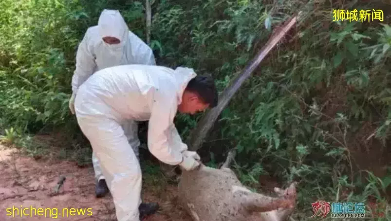 警惕！马来西亚发现非洲猪瘟，当心染疫野猪游到新加坡