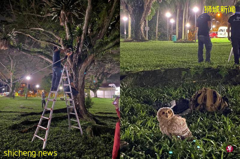 小猫头鹰学飞坠地   关爱动物协会助返巢