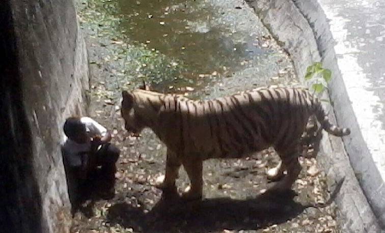 殘忍！上海動物園熊吃人，親眼目睹！新加坡也發生過類似案件！印度最慘