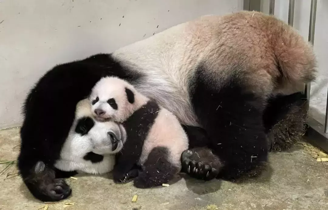 刚刚，中国驻新大使馆宣布回国新规！接种中国疫苗回国规定调整，新中关系更近一层