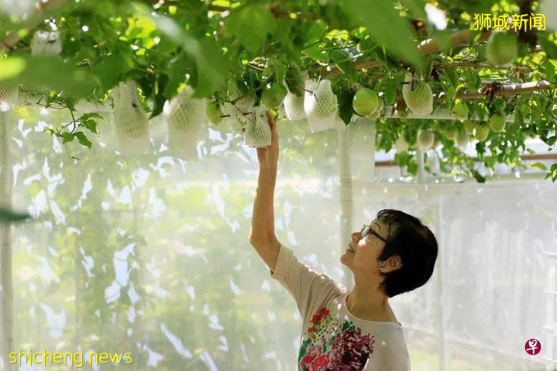 住家后院开田垦地种菜乐 狮城城市农夫自己栽种蔬果自己吃