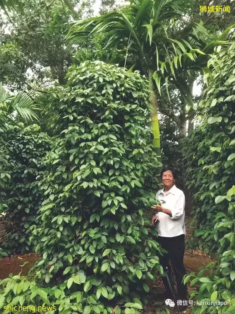 毕业于南大的她靠种植胡椒成为科学院院士