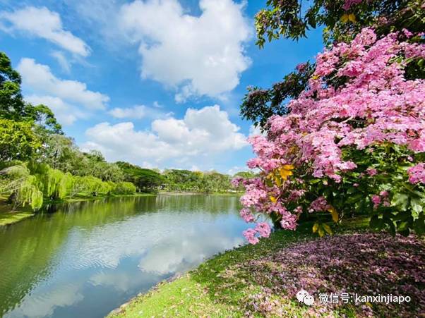 清明踏青，新加坡這些免費賞花地點送你