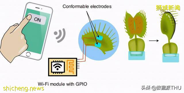 让植物“张嘴说话”！新加坡“植物机器人”可促进农业生产