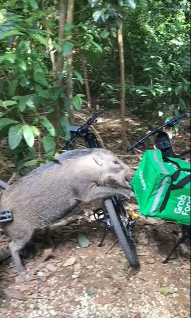 嗅到脚车后方有食物 野猪野性大发抢食