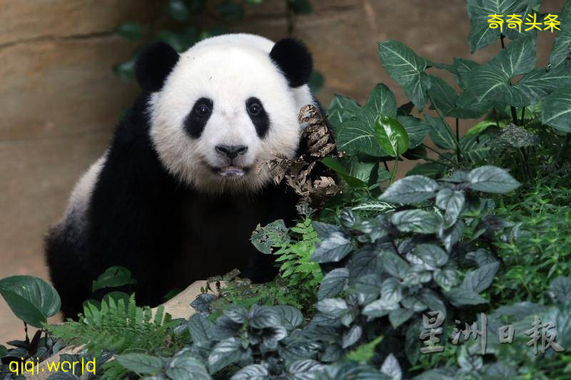 全年免費票超搶手．國家動物園甫開放現人龍!