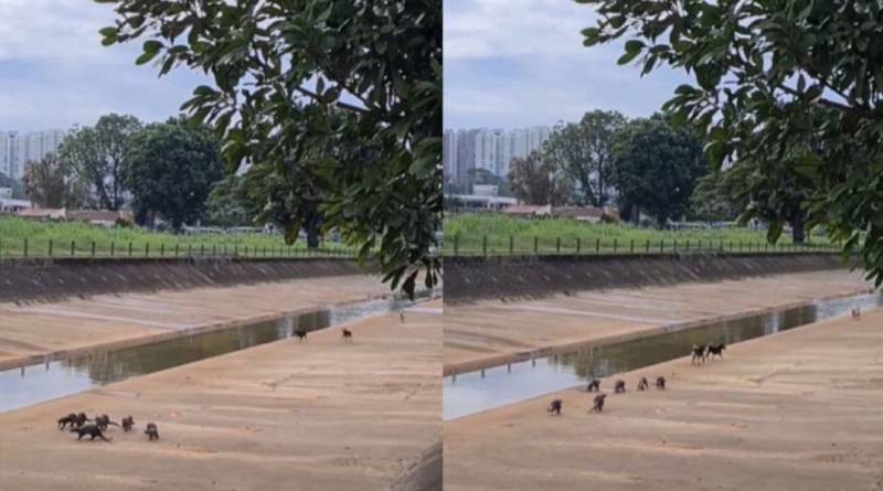 杠上了？六水獭与三野狗油池水渠“对峙”