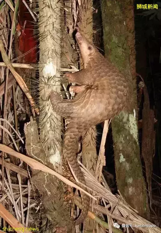 NTU“野生動物園”的情況將得到改善