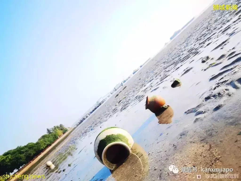 去樟宜海滩赶海吧，那里有最美的日出和从未见过的海洋生物