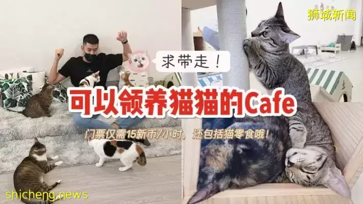 新加坡首家无笼猫咖@Cat Paradise🐈，还可以领养猫猫喔