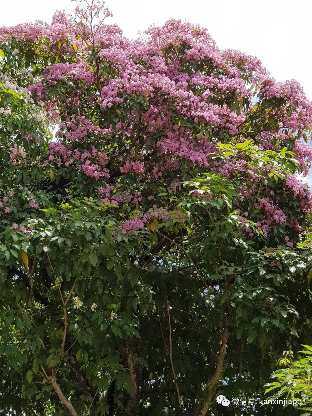 清明踏青，新加坡這些免費賞花地點送你