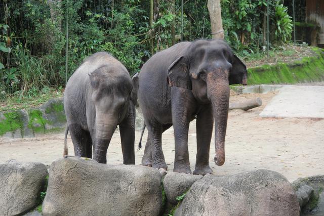 世界十大动物园之一：新加坡动物园，确实不一样
