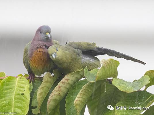 坡岛鸟儿花式秀恩爱，一起干了这碗狗粮