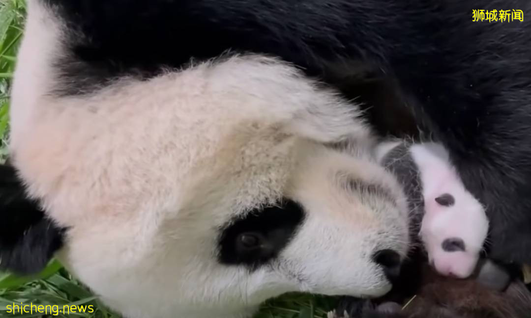 新加坡的熊猫宝宝满月照来了！毛茸茸终于“有熊样”