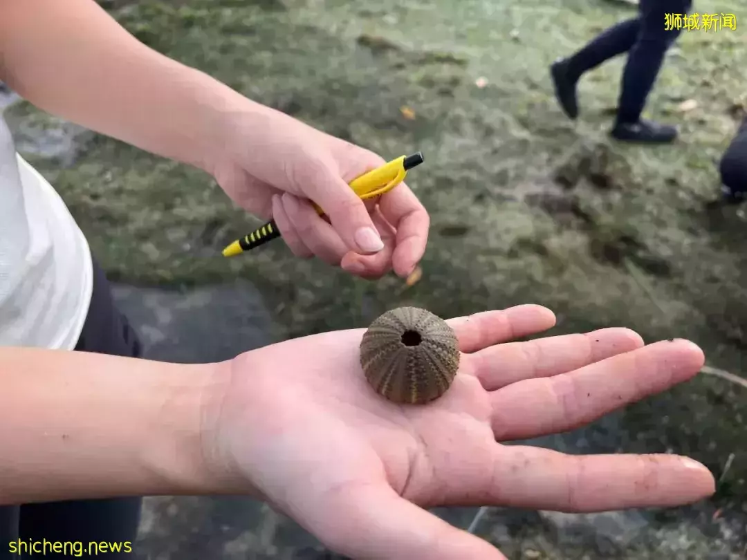 新加坡海滩居然藏着这么多宝贝！海胆、海参、红珊瑚、史前蓝血怪