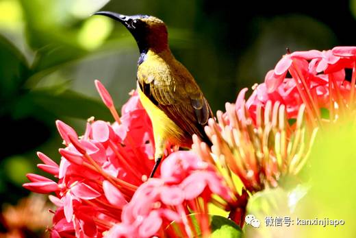 新加坡常住鸟数不胜数，但你有见过黄腹花蜜鸟吗