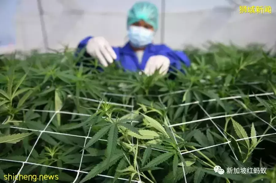 泰国推广大麻用途　新加坡人可看不可试，以免乐极生悲