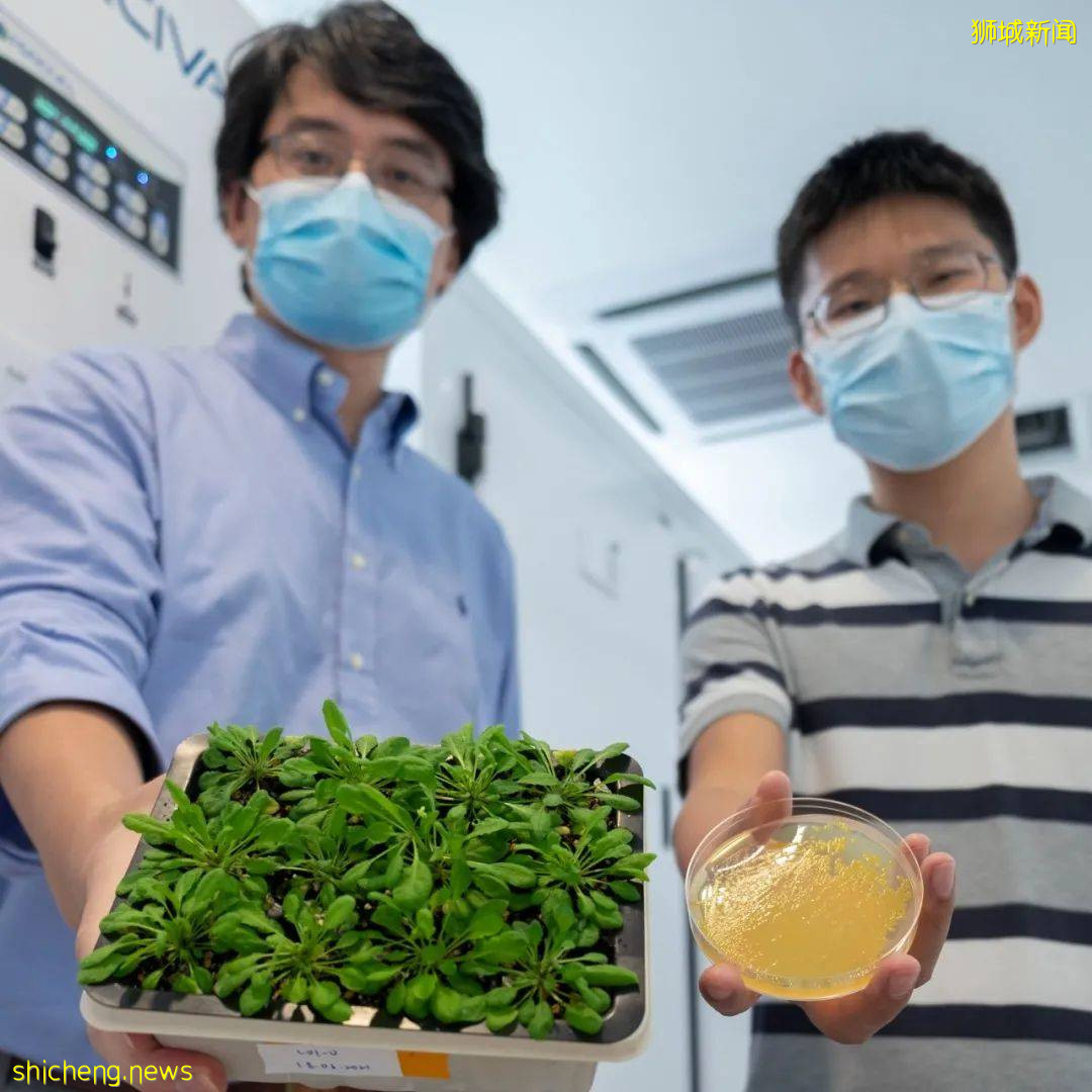 NTU 科学家揭示了“作物杀手”细菌对植物的感染方式