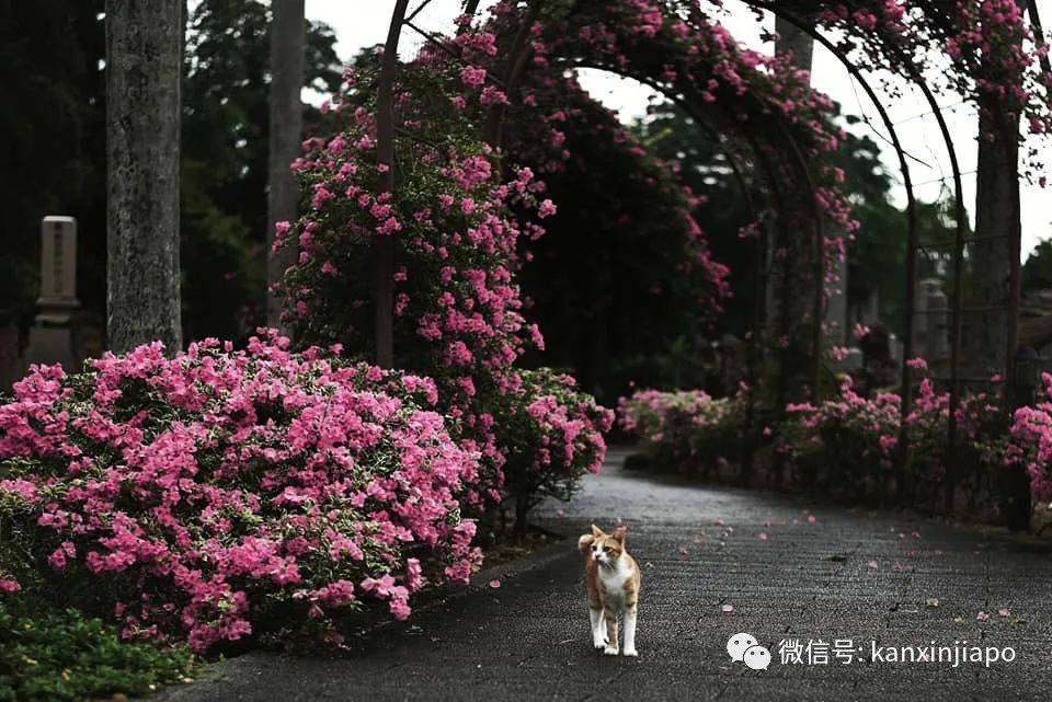 新加坡花季到，“櫻花”顔值仙氣爆表