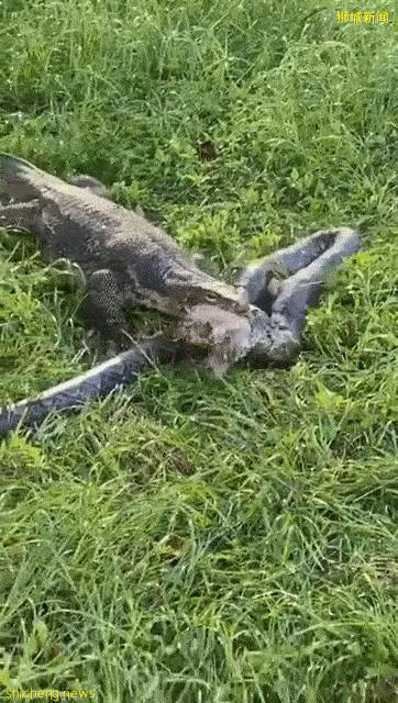 新加坡公园惊现三只大蜥蜴撕咬蟒蛇！“这是侏罗纪公园吧？”