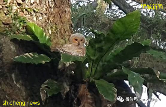 濒危猫头鹰出没！百名摄影爱好者扎堆围观抓拍