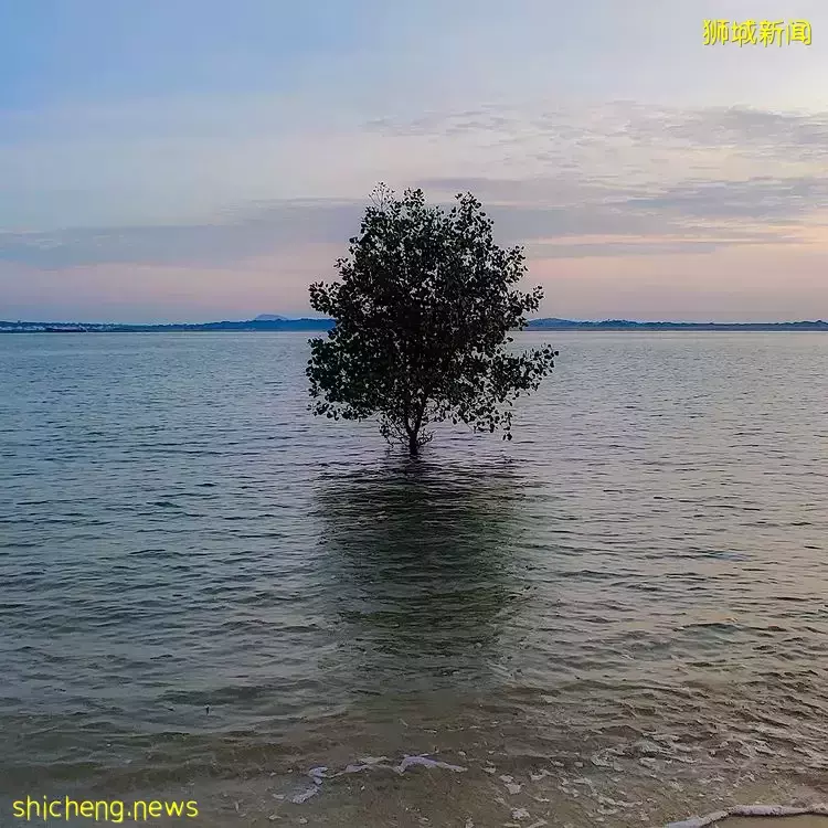 盘点新加坡异国风自然美景📷一分钱也不用花，带你在本地畅游世界😱OOTD美照拍起来