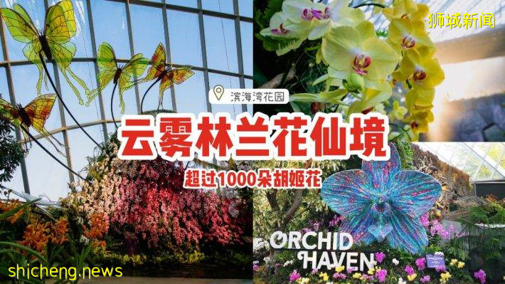 濱海灣花園雲霧林“蘭花仙境”💐面積擴大三倍✨常設展+不固定更新、展出超過1000朵胡姬花