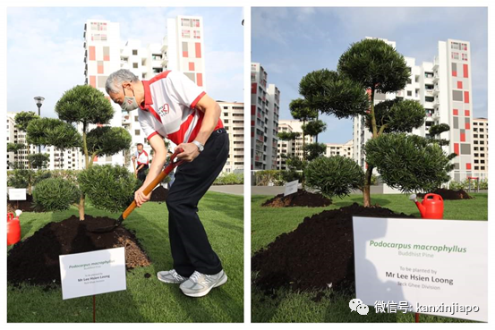 李显龙带头在屋顶上植树，打造“大自然里的城市”