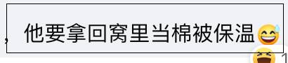 新加坡一只小倉鼠把50新幣當磨牙棒，結果