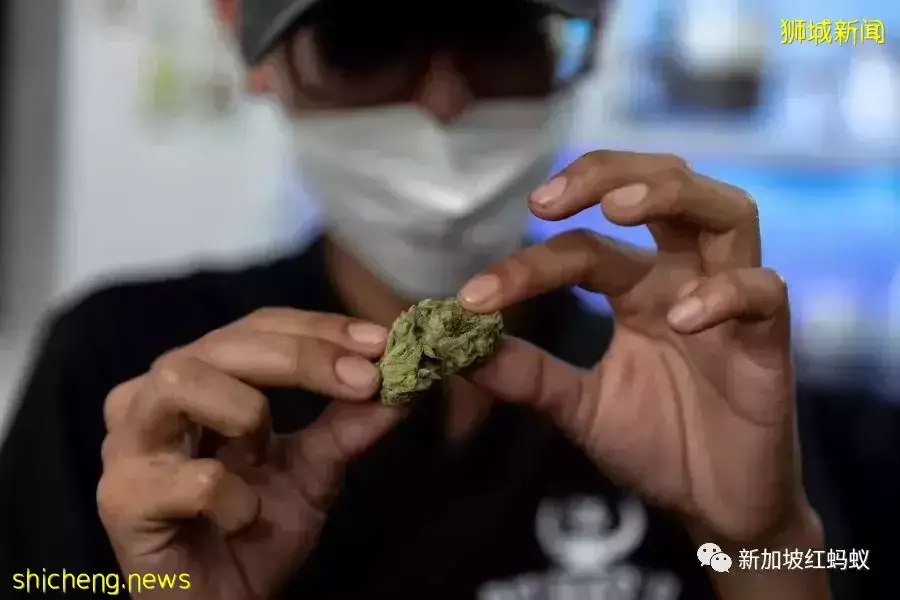 泰国推广大麻用途　新加坡人可看不可试，以免乐极生悲