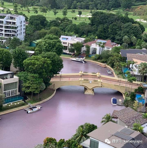 圣淘沙豪宅区水道转粉色，数千死鱼漂浮着！好浪漫又好诡异……