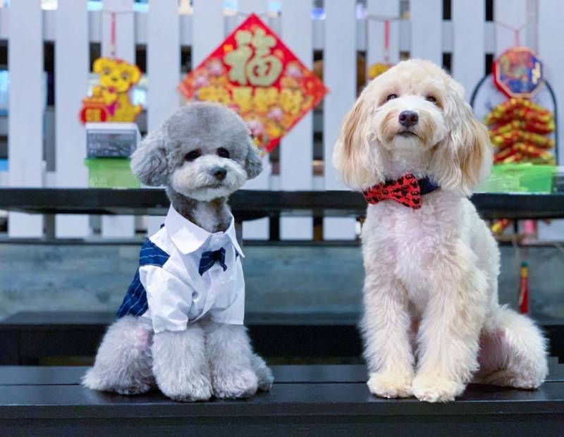 超治愈撸狗圣地 ！和狗狗来一场亲密约会🐶 宠物聚集地，把这份可爱收藏起来💌 