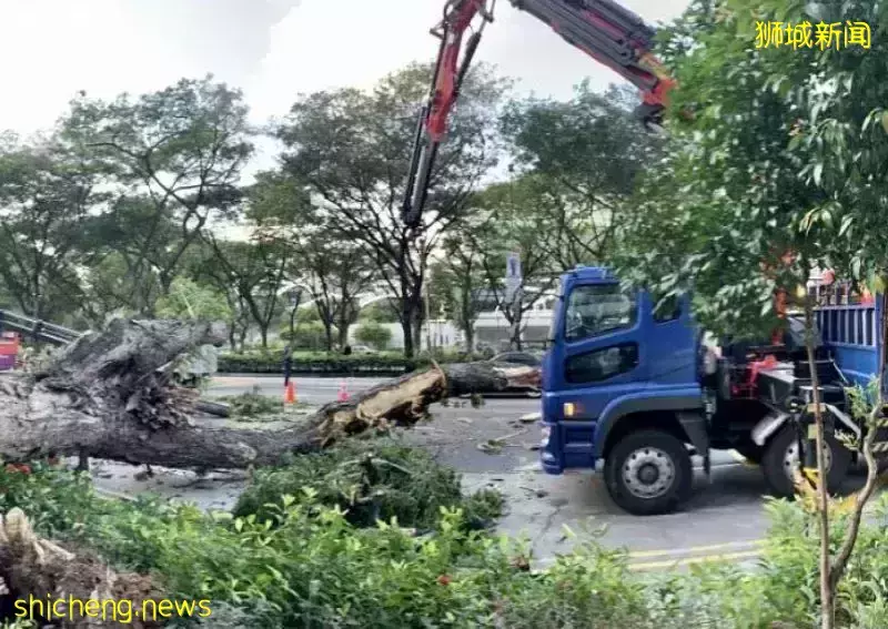 新加坡司机暴雨惊魂！4层楼高大树砸穿挡风玻璃，直插眼前