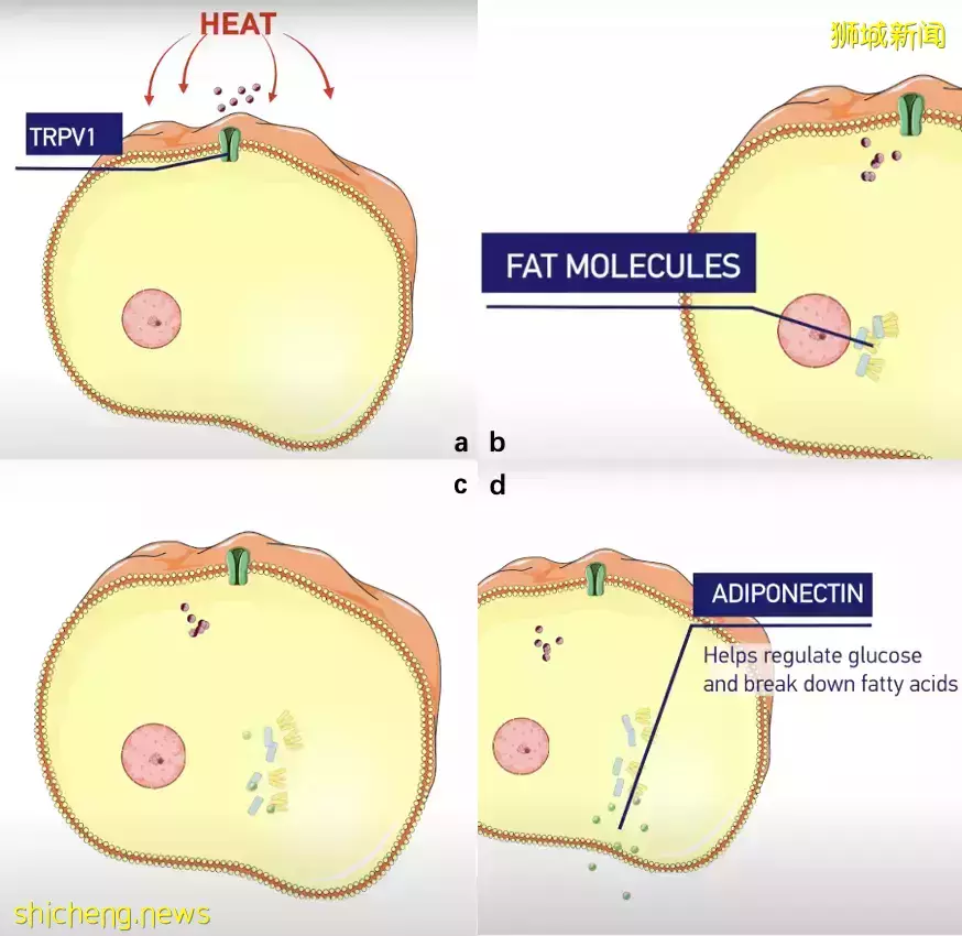 减肥新方法？NTU 研发可注射水凝胶