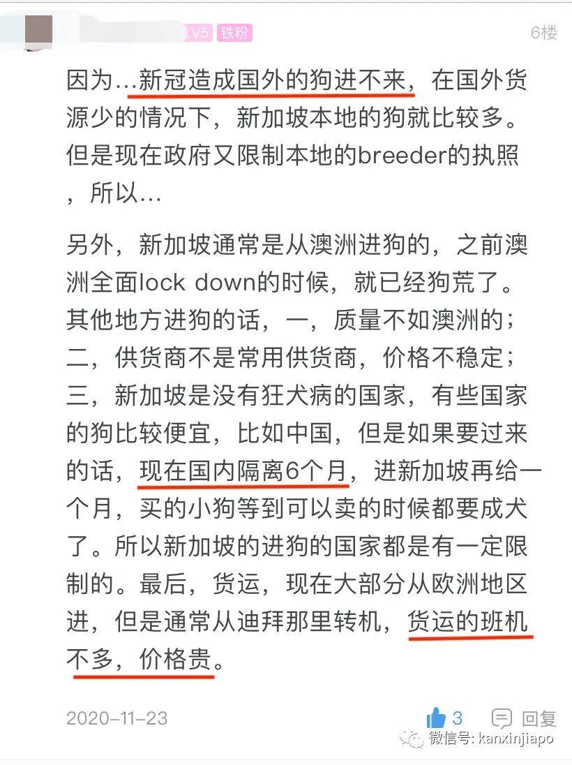 新加坡狗價半年狂飙600%，1萬2新幣一只的泰迪你能信