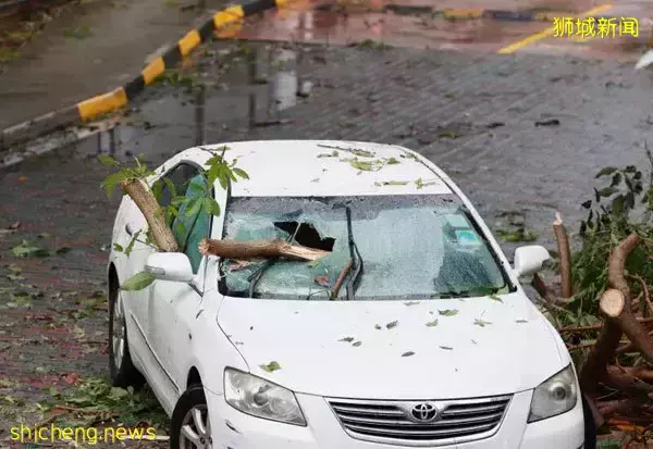 恐怖！暴雨树倒 枝干插车 华男逃死劫 