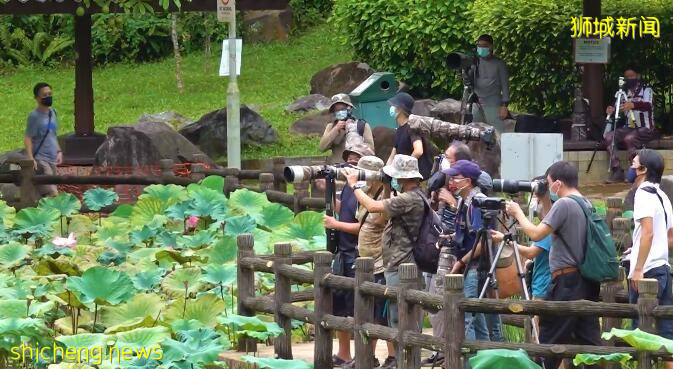 新加坡公園發生詭異一幕，罕見三趾翠鳥飛入池塘後“蒸發不見”